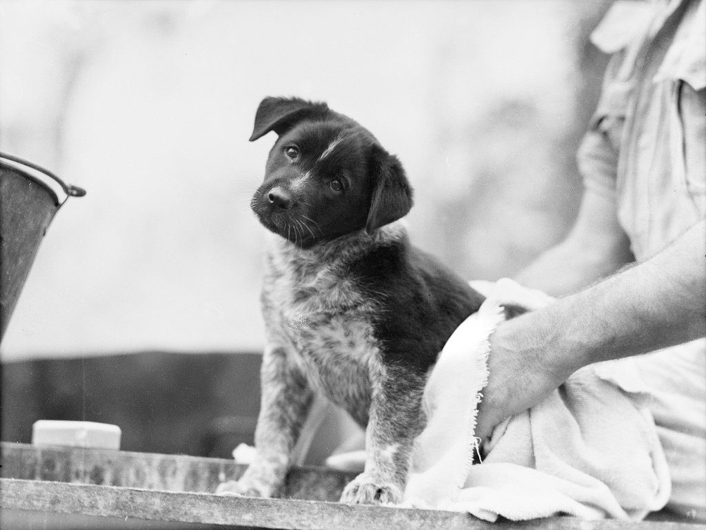 A black-and-white photo of a puppy being dried after a bath.